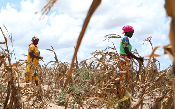 Villagers stand in a withered maize crop field in Kenya in March. The United Nations relief agency said the Horn of Africa is experiencing one of its worst droughts in recent history. Climate change is driving more severe droughts around the world.