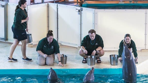 Employees of the Minnesota Zoo feed dolphins