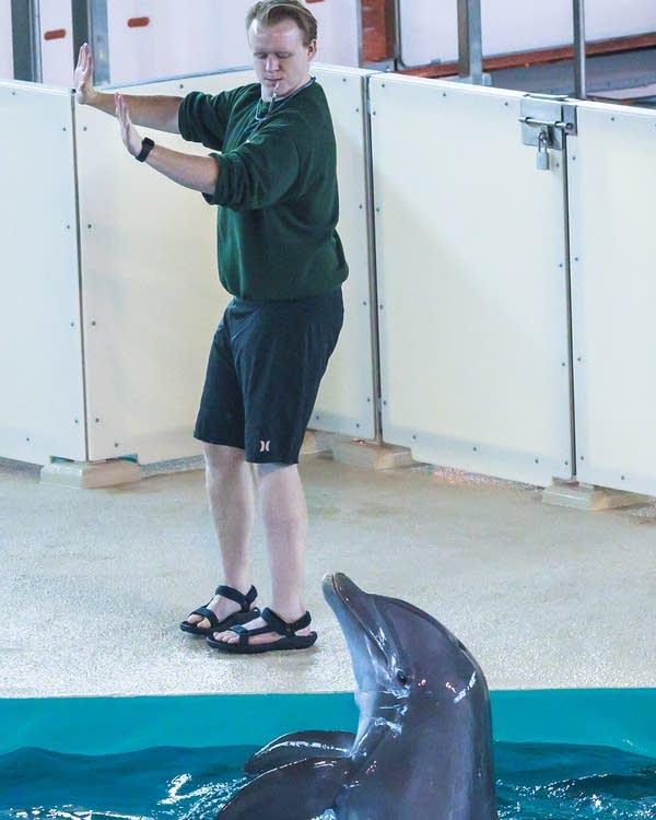 An employee of the Minnesota Zoo plays with dolphins