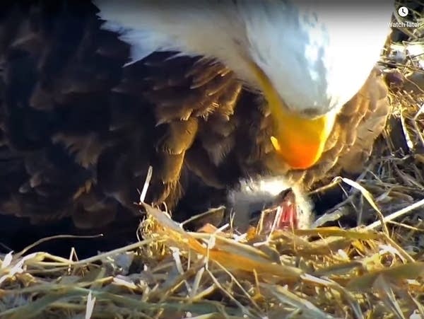 A view of a bald eagle nest