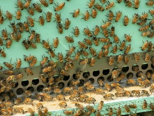 Bees are busy outside a hive