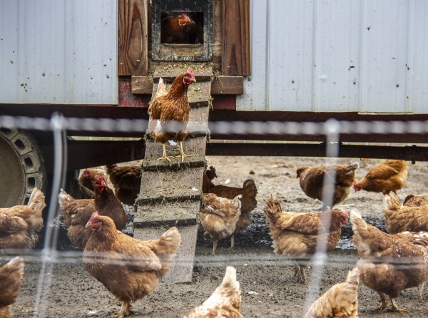 February 6, 2025 A chicken coop at Deep Roots Farm in Upper Marlboro, Md.