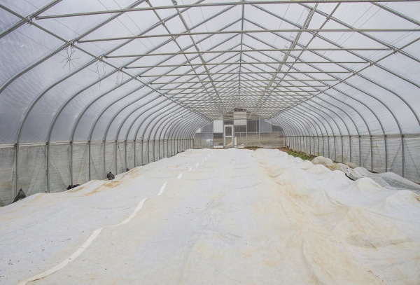 February 6, 2025 A greenhouse at Deep Roots Farm in Upper Marlboro, Maryland. Photo by Dee Dwyer for NPR