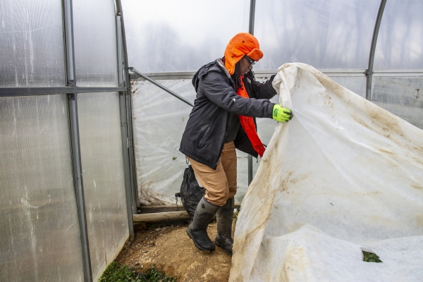 February 6, 2025 Farmer Gale Livingstone of Deep Roots Farm in Upper Marlboro, Maryland checks on vegatbles being grown inside their greenhouse. Photo by Dee Dwyer for NPR