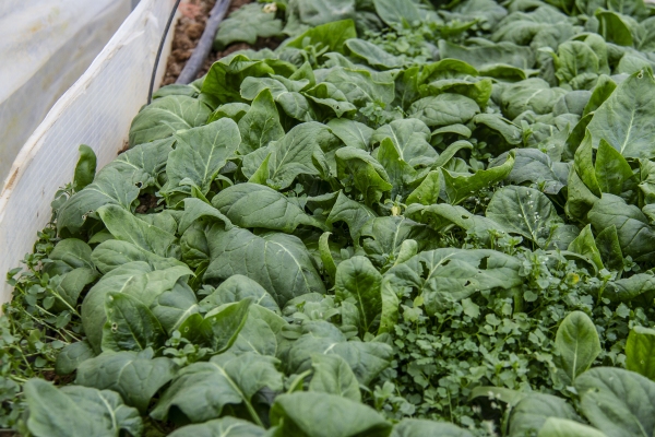 February 6, 2025 Spinach grown inside a greenhouse at Deep Roots Farm in Upper Marlboro, Maryland. Photo by Dee Dwyer for NPR