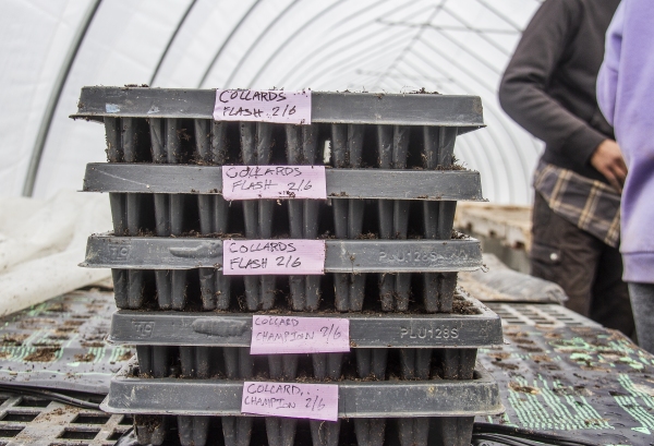 February 6, 2025 Crates of planted seeds at Deep Roots Farm in Upper Marlboro, Maryland. Photo by Dee Dwyer for NPR