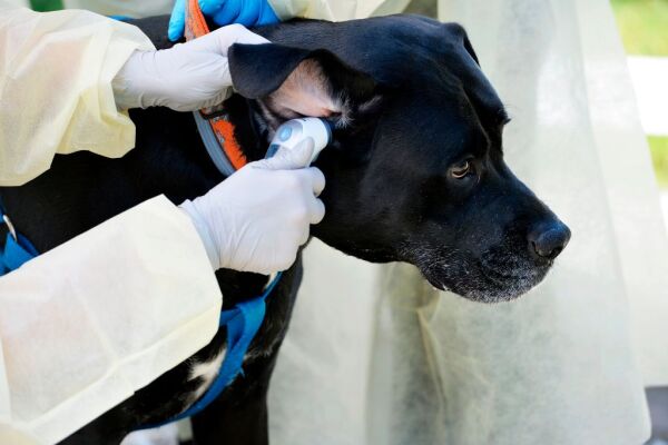 Veterinarian Janet Sosnicki, 36, checks the temperature of Theodore during a drive through veterinarian clinic at the Salem Animal Rescue League in Salem, New Hampshire on May 27, 2020. - Many veterinarian offices have been closed to the public during the pandemic and many have choses to do outside visits to reduce the spread of the covid-19 virus. (Photo by Joseph Prezioso / AFP) (Photo by JOSEPH PREZIOSO/AFP via Getty Images)