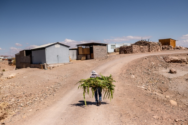 Sara Plaza (72) member of the indiginous community of Peine, works her farm on Saturday 13th of April, 2024. Antofagasta, Chile.