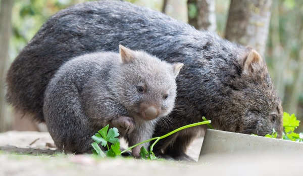 A small wombat stands next to its mother in a zoo. 