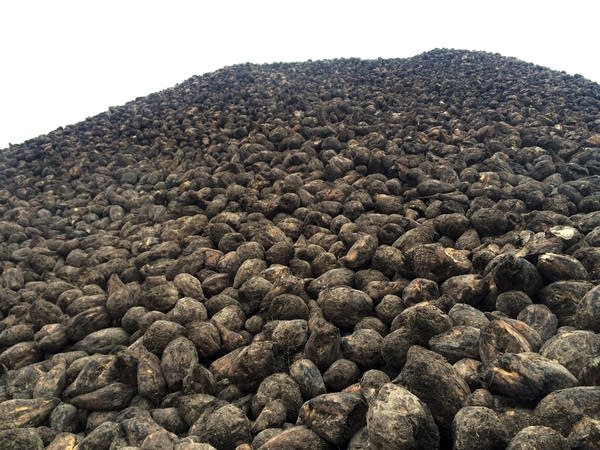 Sugar beet pile