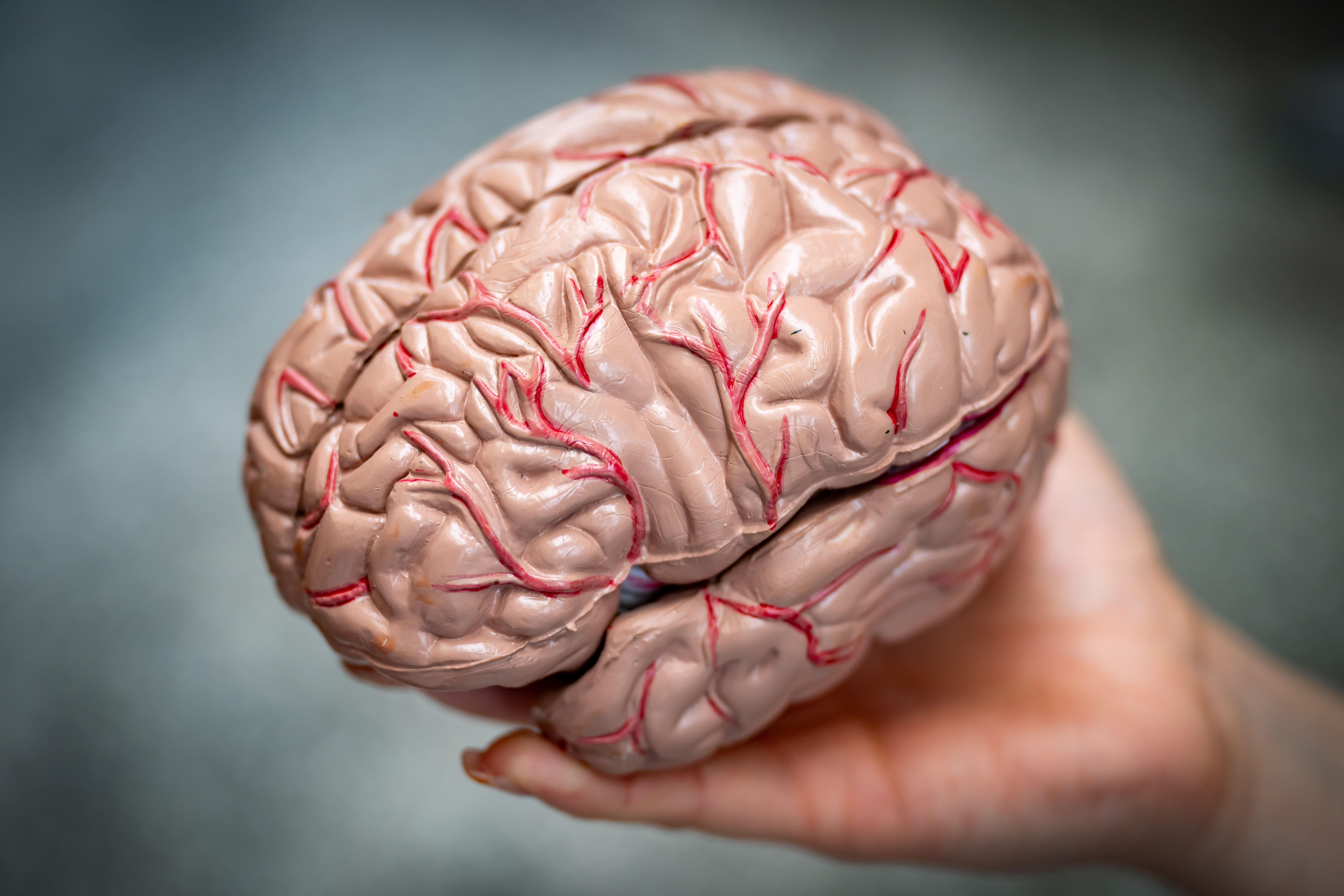 A model of a human brain is seen held in one hand; the background is out of focus.