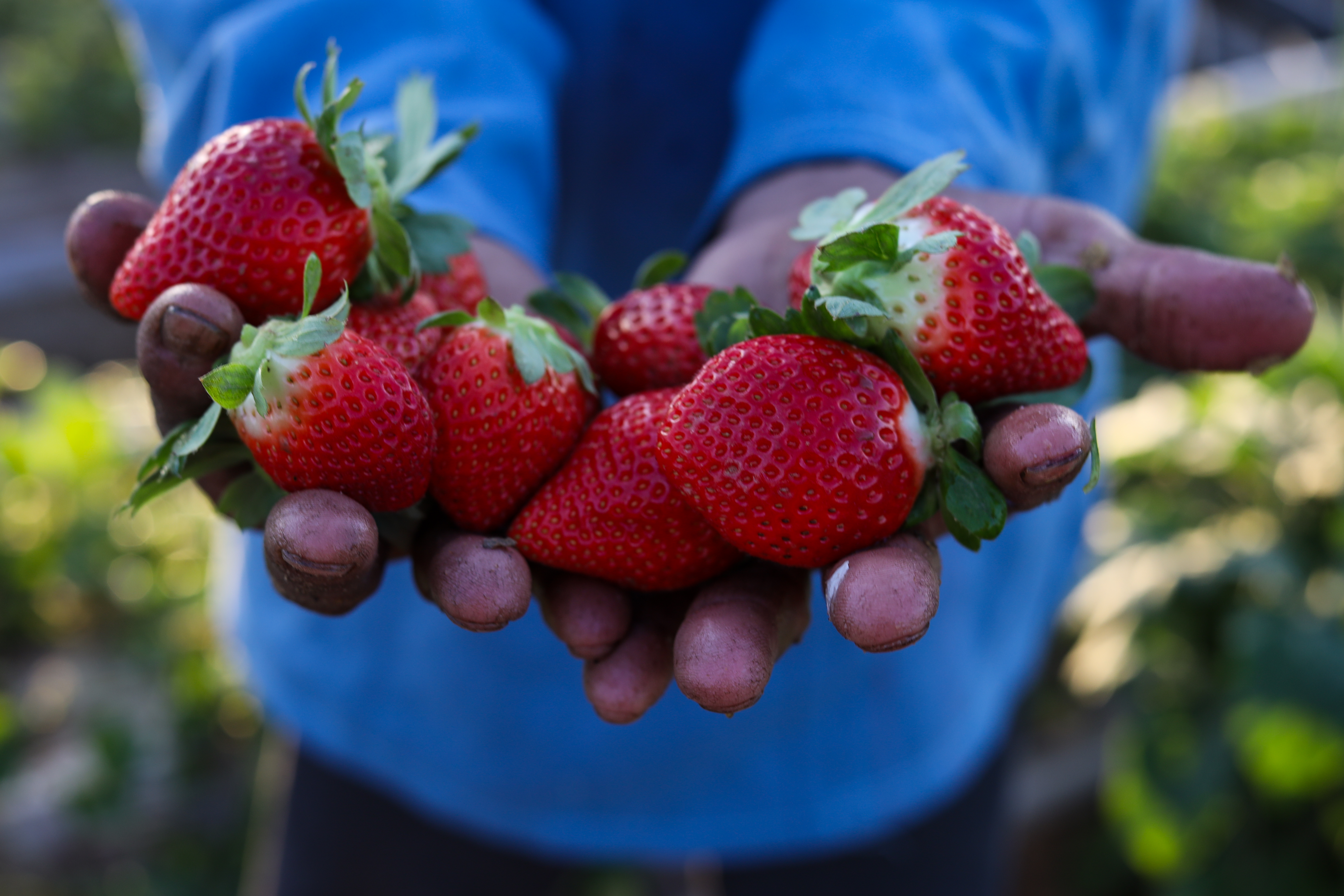 A person holds out two handfuls of strawberries
