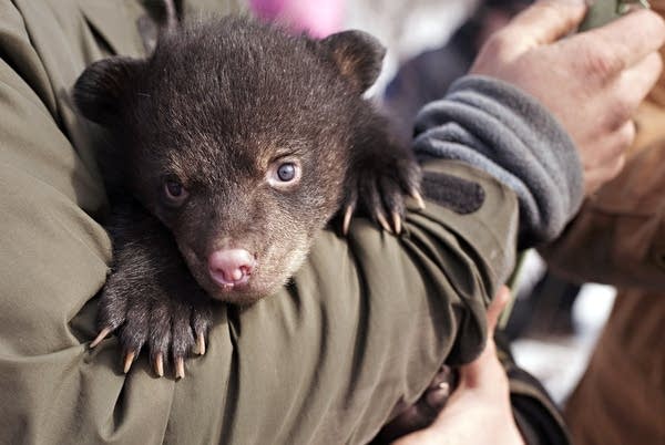 Bear cub