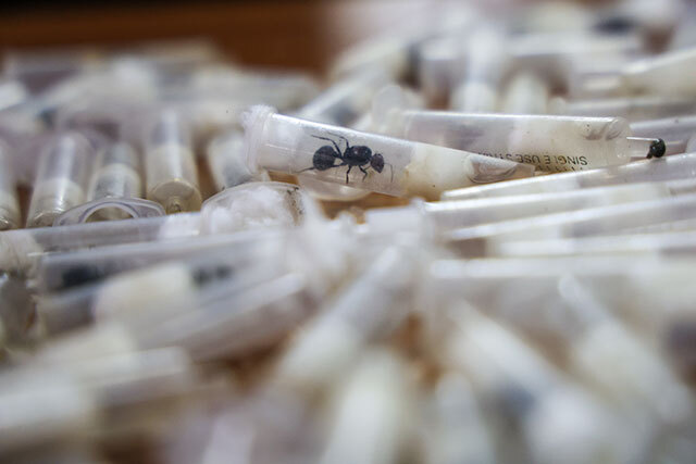 A pile of small translucent vials containing ants.