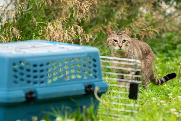 A cat with injuries 