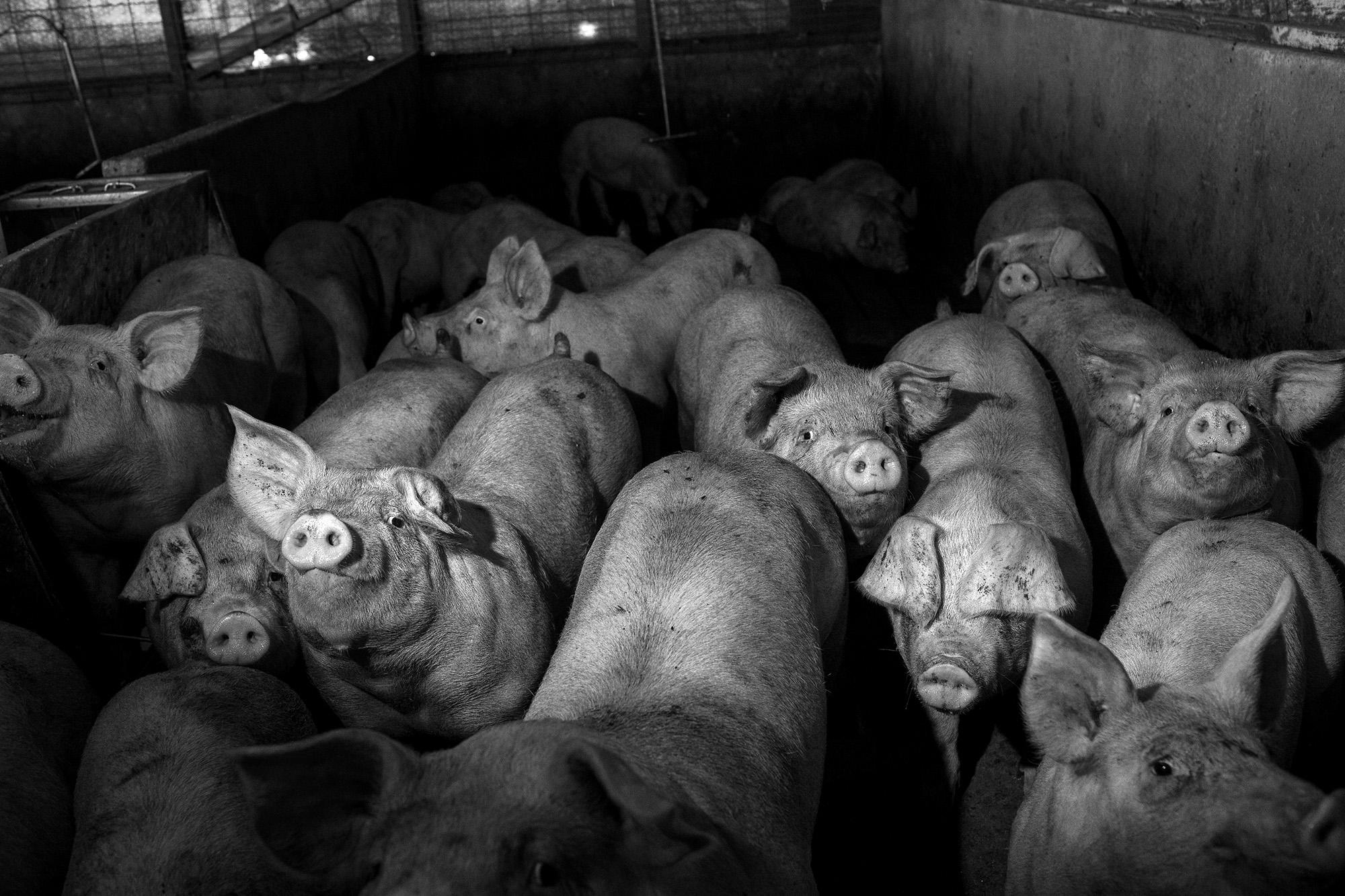 Pen of pigs.
