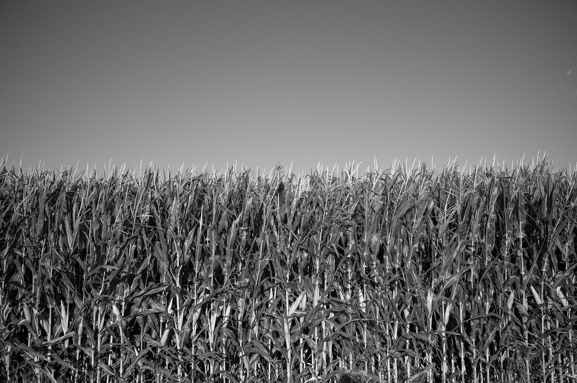 Rows of corn crops.