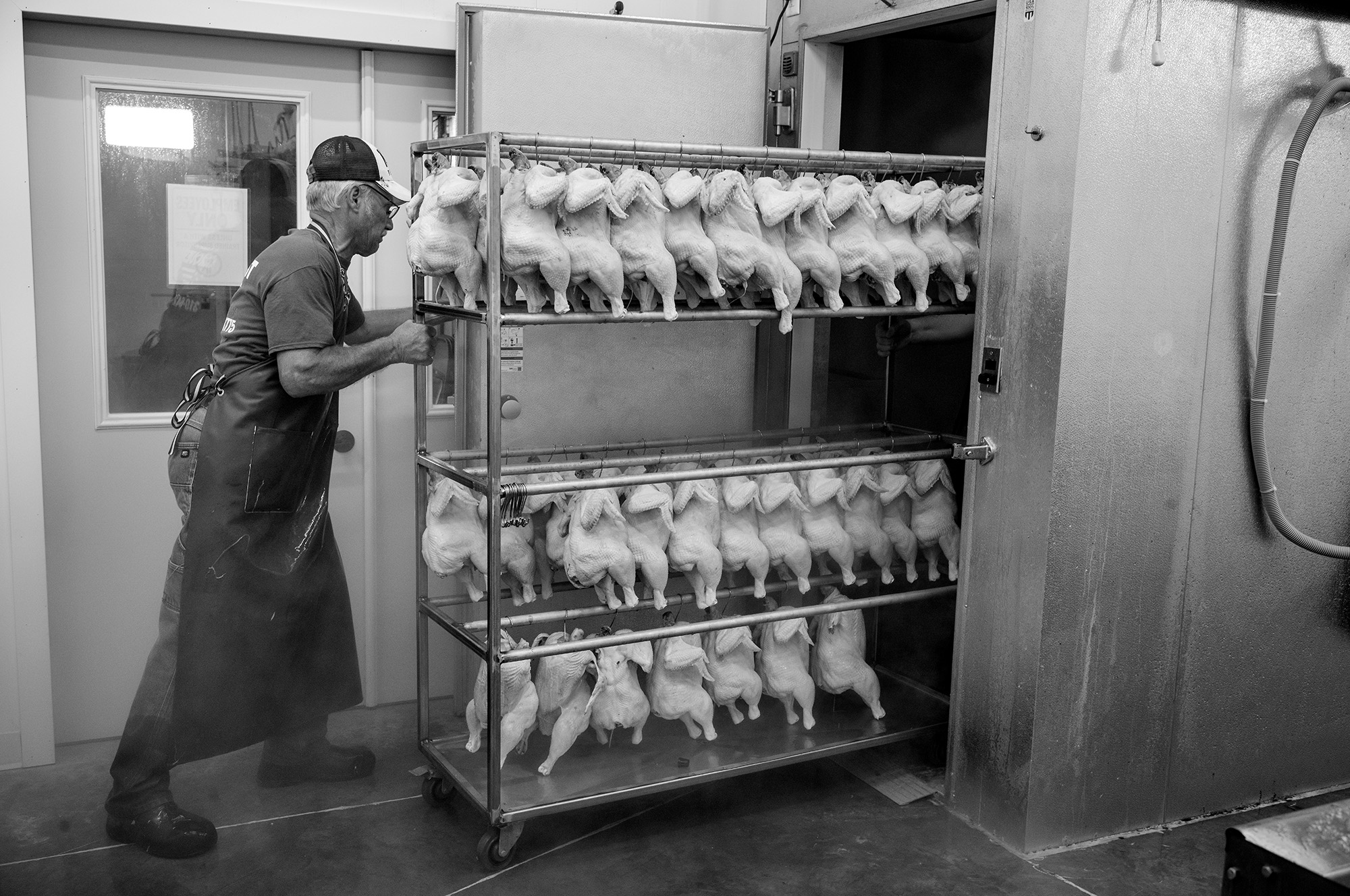 Man pushed a rack of plucked chickens into a walk-in cooler.