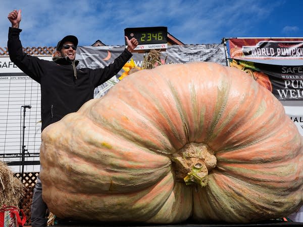 A man raises his arms in celebration as his massive pumpkin is weighed.