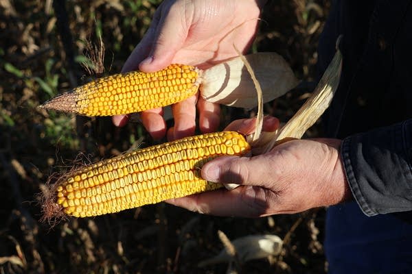 A man holds two ears of corn.