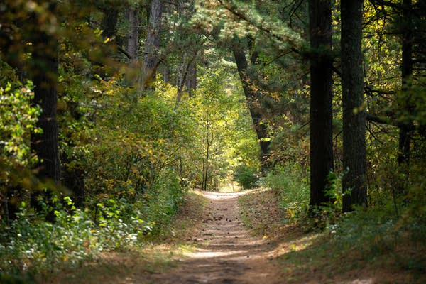 Minnesota Point is seen before the first cultural prescribed fire 