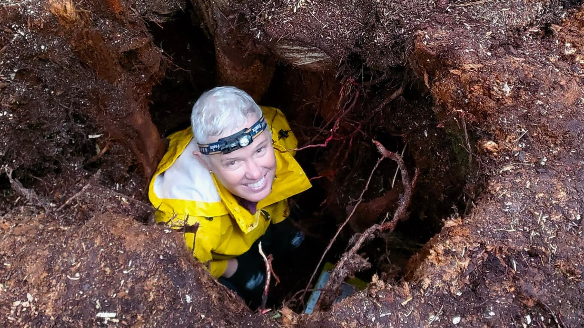 Wildlife biologist Helen Davis inside a stump’s hollow chamber in July 2026. 