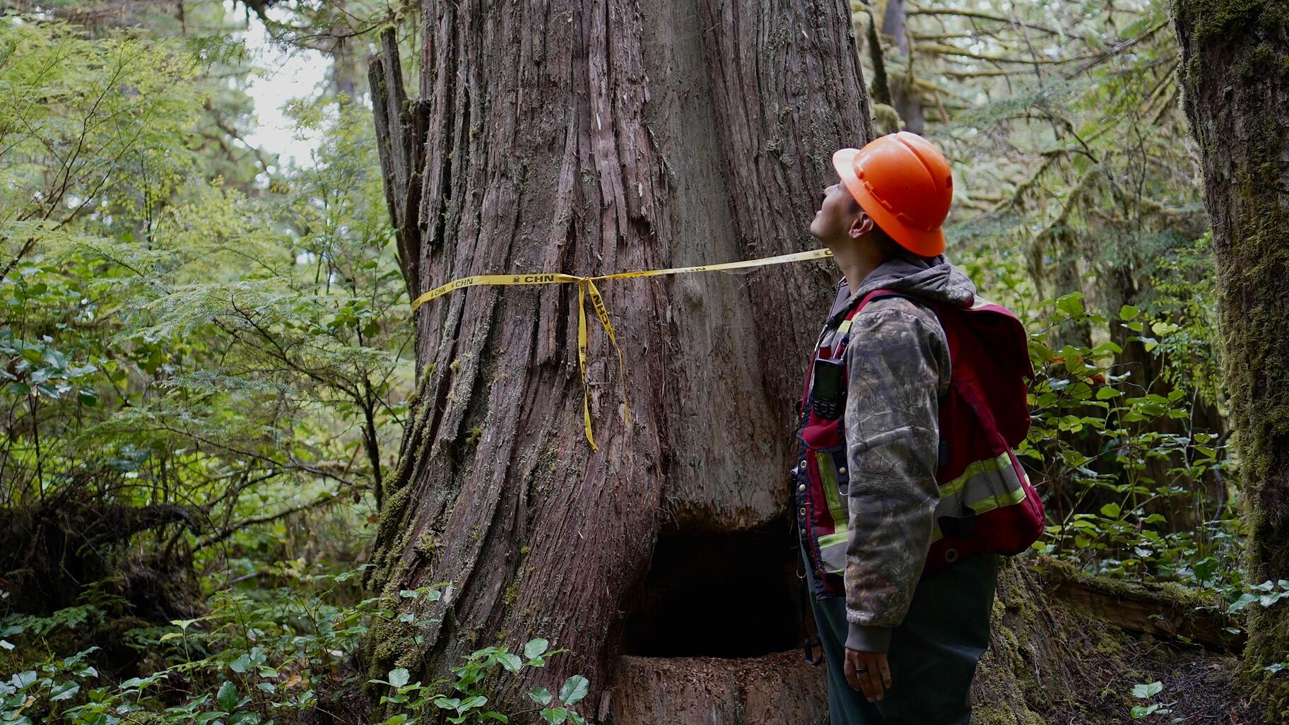 Washington stands in front of a natural bear den in a living cedar.