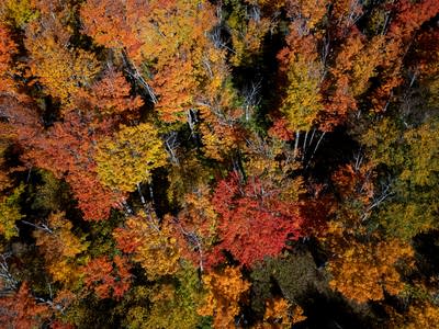 Fall colors along the North Shore