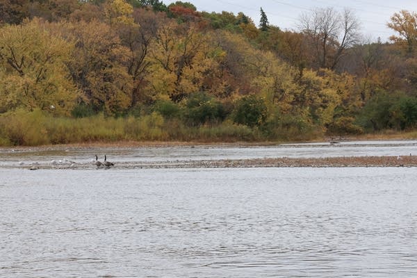 A view of the river with birds on the water.
