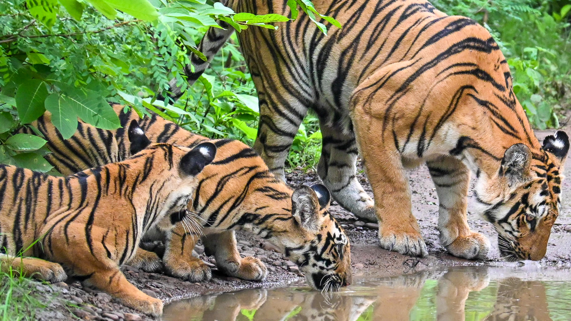 A tigress and her two young cubs drink side by side from a shallow muddy waterhole.